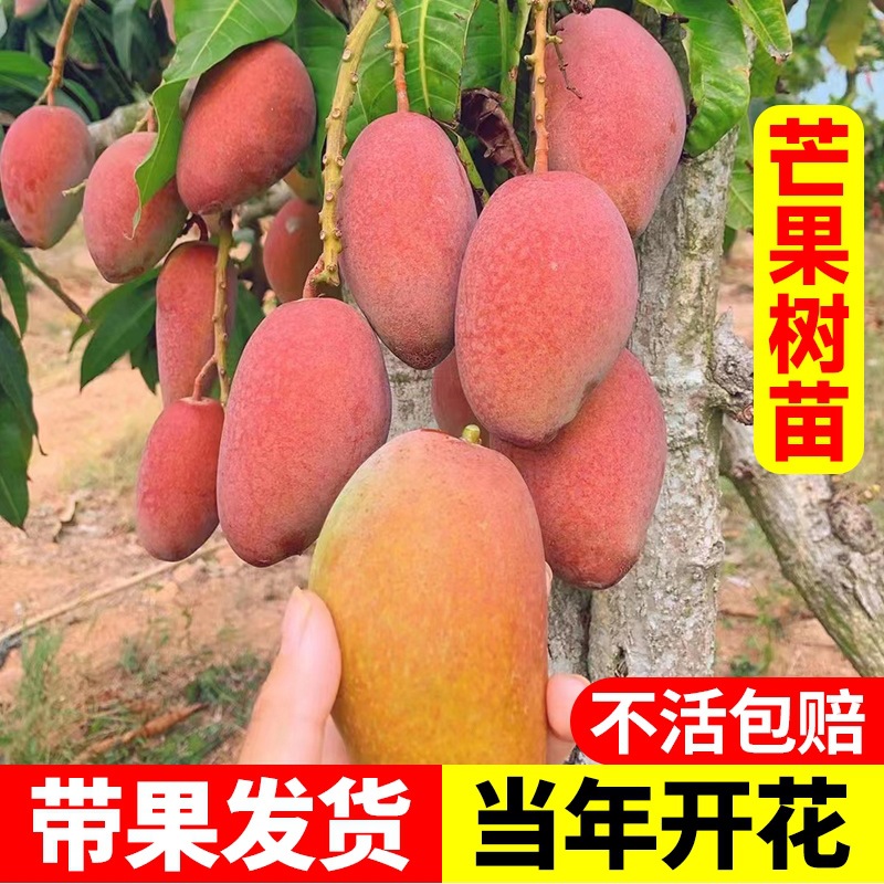 芒果树苗嫁接金煌芒四季芒果苗树当年结果庭院盆栽果树果苗特大