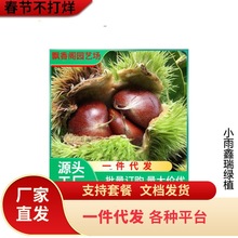 九家板栗苗树嫁接栗子苗良种锥栗苗南北方种植大红袍板地栽果树苗