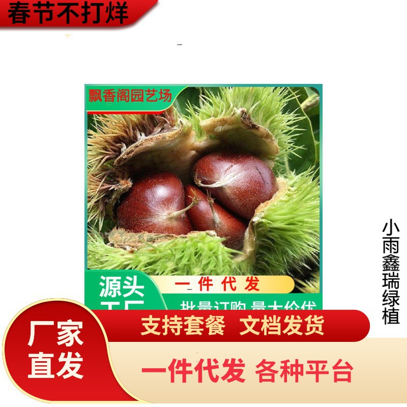 九家板栗苗树嫁接栗子苗良种锥栗苗南北方种植大红袍板地栽果树苗