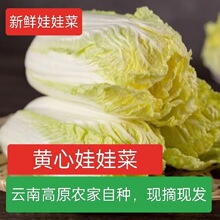 黄心娃娃菜高山娃娃菜新鲜生吃鲜嫩脆甜火锅菜黄心新鲜蔬菜农家菜