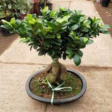 办公室内桌面客厅大榕树盆景绿植花卉四季常青小榕树盆栽易活植物