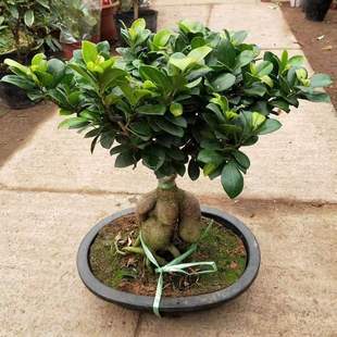 Office Desktop Living Room Large Banyan Tree Bonsai Green Plant Florals Evergreen Small Banyan Tree Potted Easy-To-Live Plants All Year Round