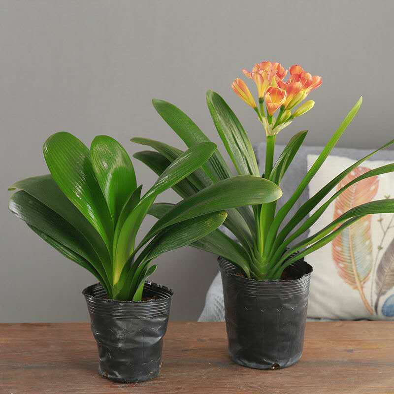 君子兰花苗君子兰盆栽君子兰大苗室内办公室花卉绿植一件批发代发