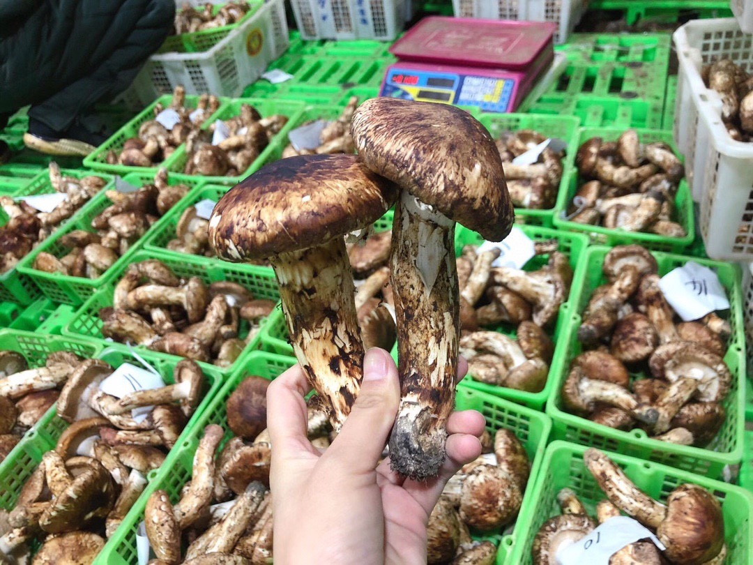 [열린우산 - 자급식] 송이버섯 1kg