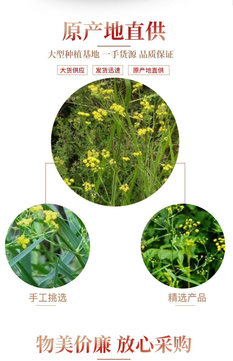 Chai Hu Bupleurum Root Dried Herb 500g Traditional TCM Decoction Herb specifications