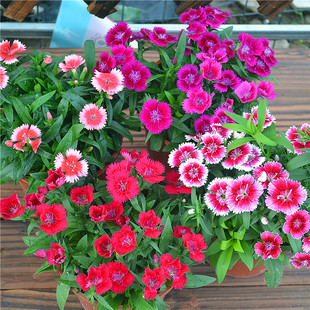 �Wʯ�񻨷N�������ʯ���ѳ���ʯ����Ůʯ��������ļ��ͺ�����