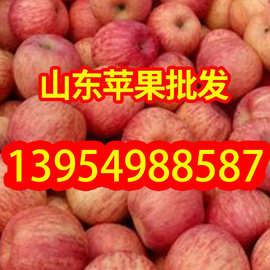 厂家批发红富士苹果山东精品红富士苹果红富士苹果红富士
