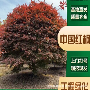 �t������ �ձ��t�輧���~�^�~�tɫϵ ͥԺ��·�����쾰���ô�t��