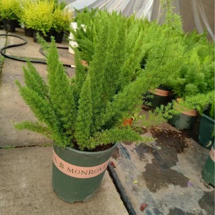 Foxtail Asparagus 1, 2, 3, 5 Gallon Potted Window Sill Balcony Courtyard Heat-Resistant Foliage Plant Evergreen All Year Round