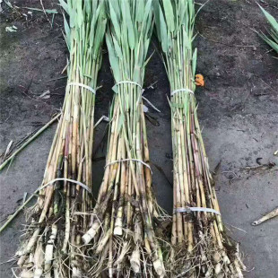 �JȔ���JȔ�����س���ͦˮֲ���ļ��Nֲ��߅��ؾG���쾰ˮ��ֲ��