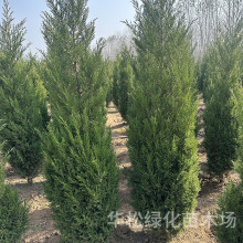 ��u�����l�@�ֹ��̾G����ľĹ���ɒ�Ĺ�������������ļ��L���u��