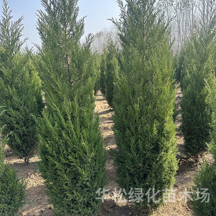 ��u�����l�@�ֹ��̾G����ľĹ���ɒ�Ĺ�������������ļ��L���u��