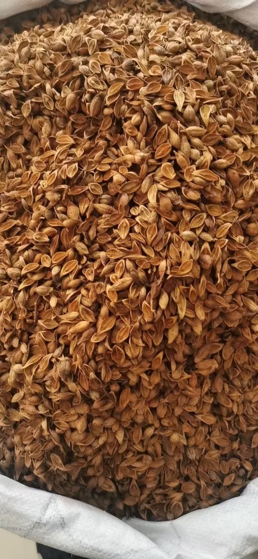 Forsythia Fruit Lian Qiao Dried Herb Natural Sun Dried Traditional TCM Decoction Pieces 500g specifications