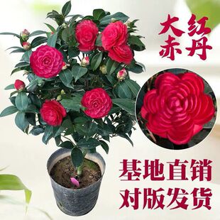 �軨��ɽ�軨�����ɫ�軨�ļ��軨�Gֲ��������õ�廨�����ͺ���