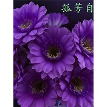 大花彩草开花仙人球多彩仙人掌多肉植物室内外阳台花卉绿植盆栽