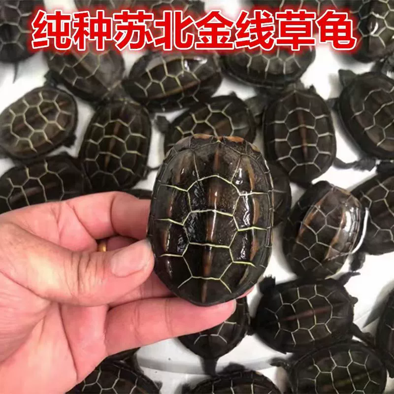 Живые образцы золотистой травы Северной Китая, маленьких черепах, черепах с китайскими цветами, тайваньских жемчужных черепах, живых домашних долгоживущих питомцев.