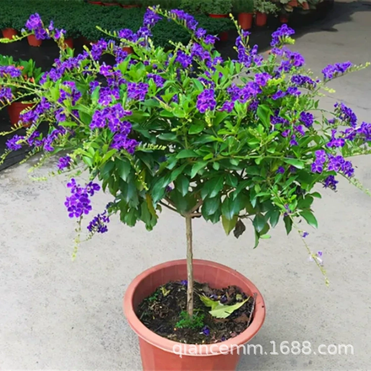 Шоколадное кружево Золотая роса в горшке Фиолетовое золото Рассада росы Леденец Смурф Балкон Двор Термостойкие ароматные цветы