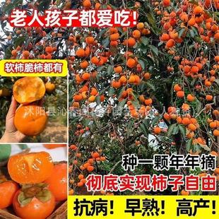 ���Ә���޽ӟo���ش������ձ�������Ϸ������Nֲ�����箔��Y��