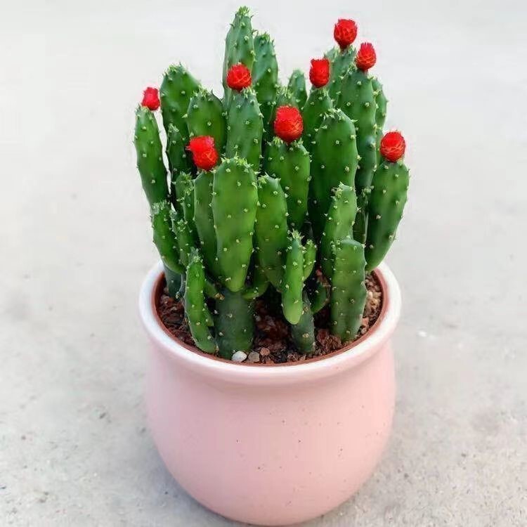 Lucifer fortune tree cactus fortune rich cactus money tree potted indoor desk to purify the air