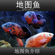 �ڰ׵؈D�~���w�i���~���i�~���͟Ꭷ�^�p�~�y���~�W�^�~�~