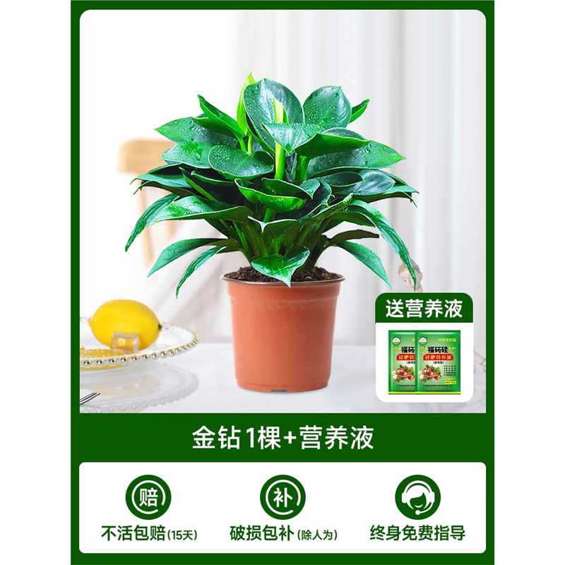 [한정판매] 금다이아몬드 1개 약 5cm + [물/흙에서 재배 가능]