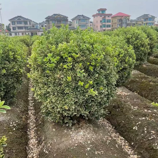 Оптовая продажа больших количеств золотистых шаров из самшита, колонн, шаров для забора, цветных блоков, больших чашек и т.д. различных размеров.