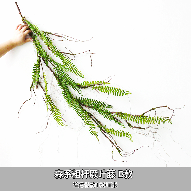 Forest-type thick-stemmed vine with thick leaves—Type B—dry branches