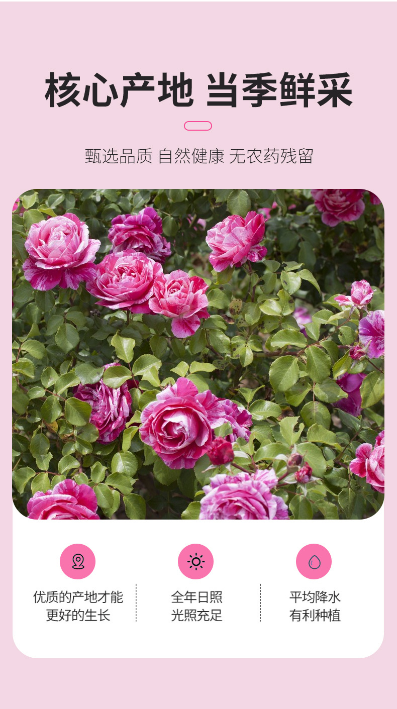 Dried Rose Petals Mei Gui Hua 500g Edible Pingyin Rose Flower Buds for Tea Baking and Sachets key features