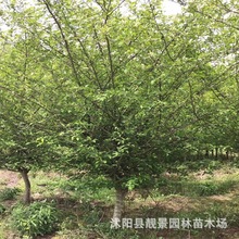 观花树 垂丝海棠 庭院耐寒植物道路风景树 西府盆栽树基地