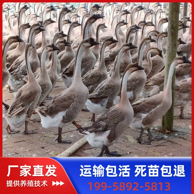 Гусаки серого цвета оптом из Хунани, местные гуси Маганг Лангде, крупные гибридные гусаки серого цвета, всесезонные инкубационные цыплята.