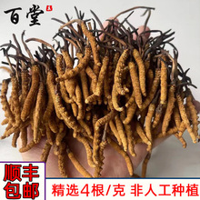 2022新货虫草那曲玉树冬虫夏草四根一克大量现货批发顺丰包邮