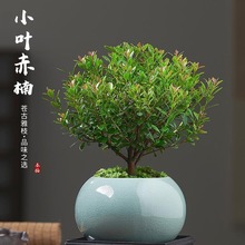 小叶赤楠老桩盆景苗植物花卉微景观水培办公室内好养四季常青盆栽