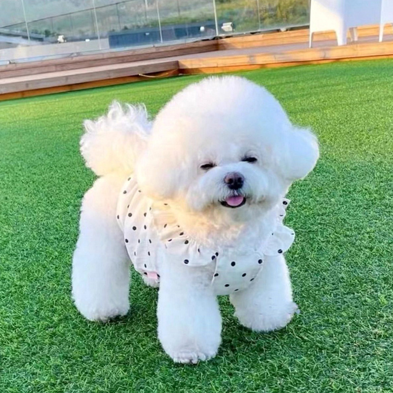 Beige encantador viento princesa punto de vendaval vestido pequeño perro gato fuera de primavera y verano mascotas delgada ropa de perro