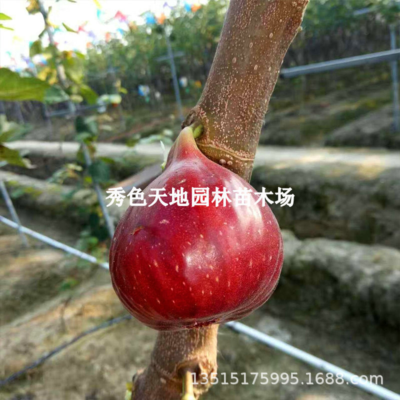 红肉紫果砂糖无花果树苗耐寒盆栽地栽黑色使命无花果苗南北方种植