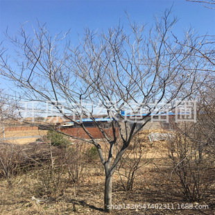 �|���ͺ�����侰�^ͥ�a�䅲��С�~�����|������С�~�������