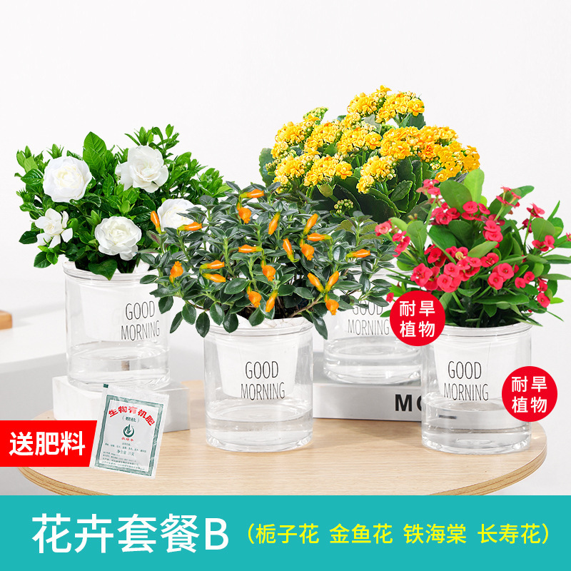 사계절 꽃놀이 치자나무 4그릇 + 금붕어 + 철베고니아 + 칼라비나 + 무비비화석