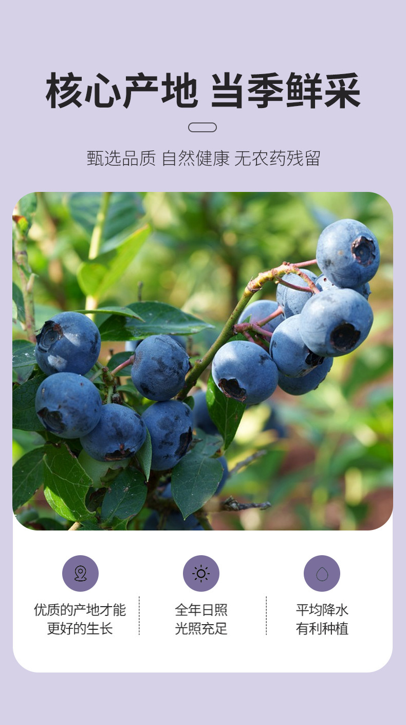 Dried Blueberry Snack 500g Sweet Tangy Ready to Eat Fruit for Office and Travel quality and texture