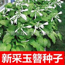 Nͺꎶ񴺰QݻѷNNӷN