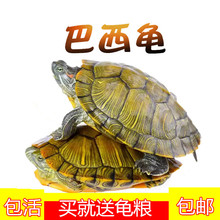 源头厂家乌龟活体巴西龟苗养殖场批发外塘红耳宠物龟大小乌龟活物