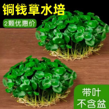 �~�X����ˮ��ֲ���҃��̨�~��ˮ�B���~���X��ѿ���B���ܾGֲ