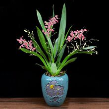 �����m���� �����m�����k���҃ȿ͏d�辰�^��ֲ����BС�Gֲ