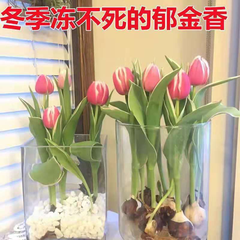 郁金香种球四季开花室内外耐寒好养水培郁金香花种子百合盆栽