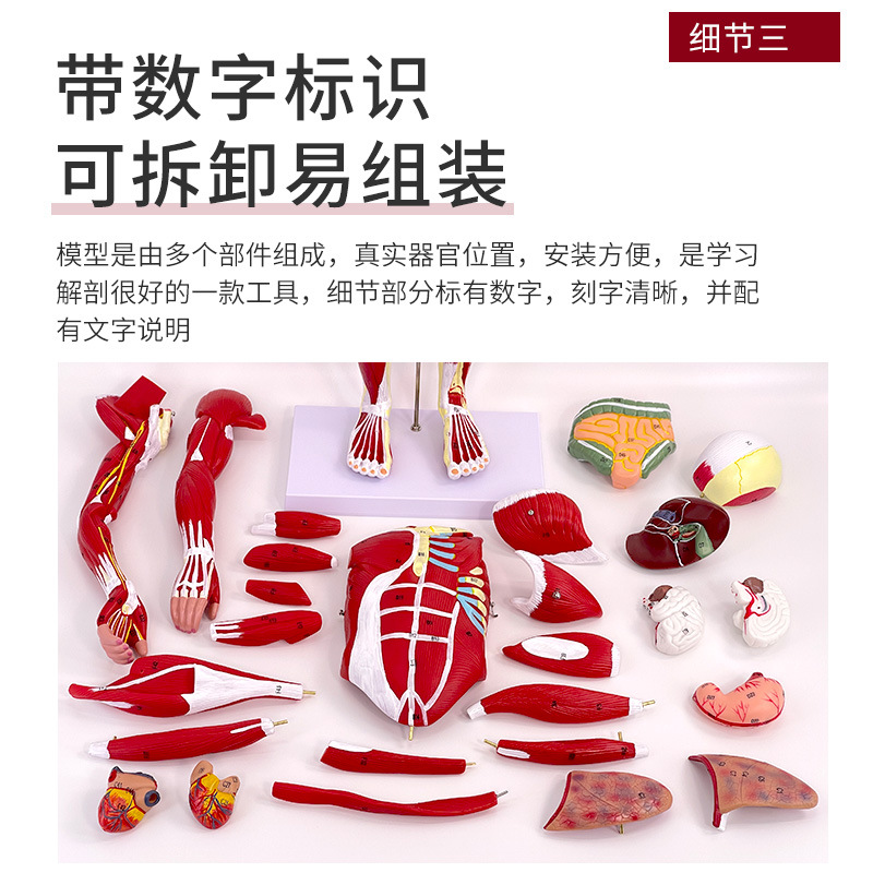 ����ȫ��������ʸ�����ģ�� �ظ�ǻ��������ģ�� 80CM������ģ��