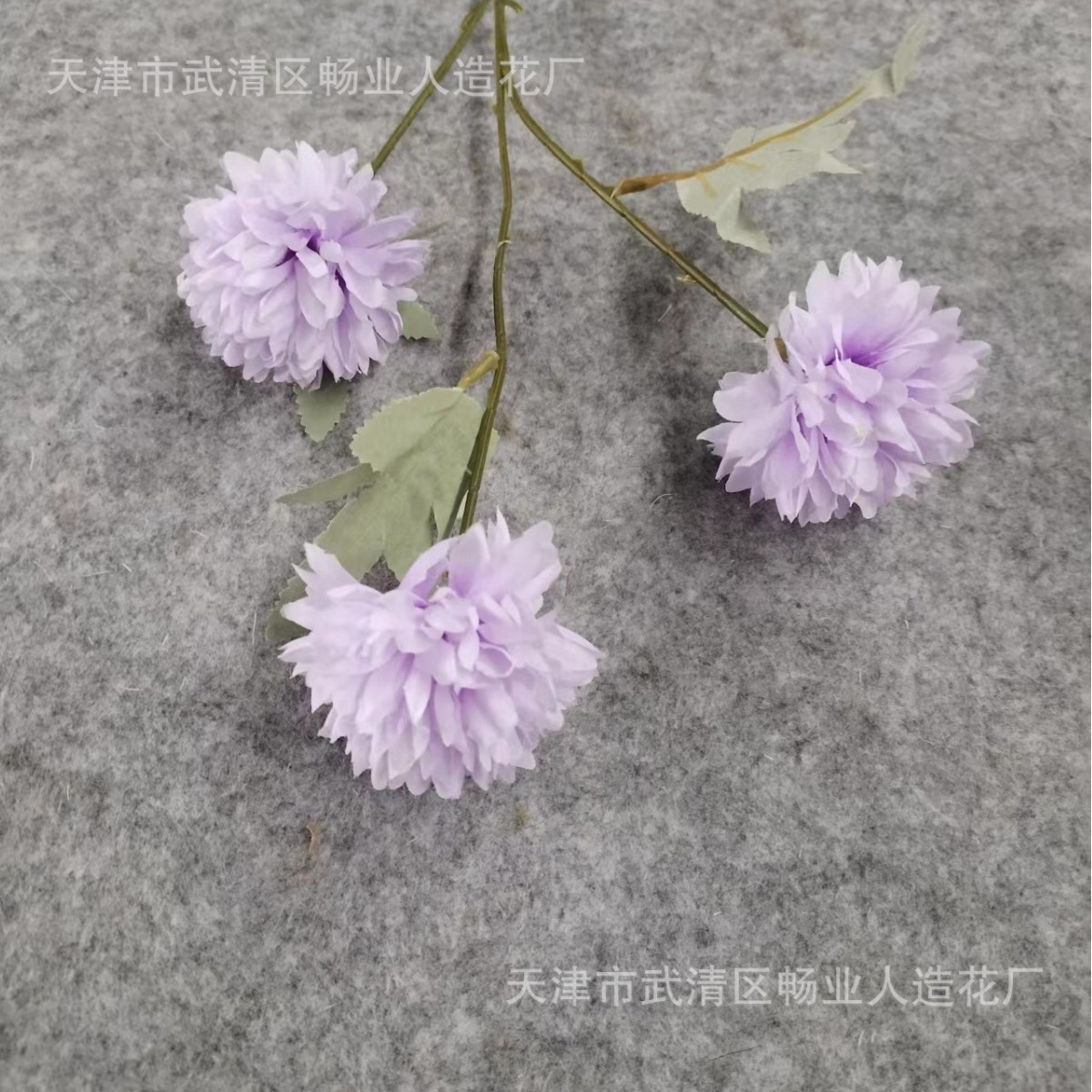 구근 국화