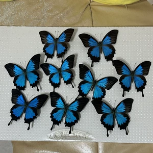 Love God Phoenix Butterfly Heaven Phoenix Butterfly A1/A----------------------------------------------------------------------------------------------------------------------------------------------------------------------------------------------------------------------------------------