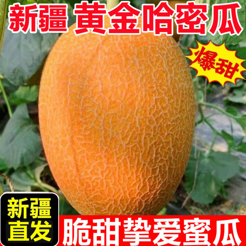 正宗新疆吐鲁番黄金哈密瓜当季新鲜水果整箱挚爱蜜瓜脆甜多汁直发