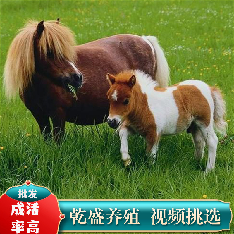 lQDPJwNIOKxX-znNAerNAu6wdnKNQo