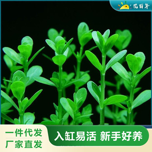 Small Pair of Leaves Aquatic Plants Real Grass Fish Tank Aquatic Plants Landscaping Fish Tank Green Plants Novice Lazy Fish Farming Middle Background Grass