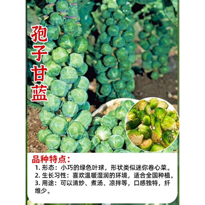可食用紫羽衣甘蓝苗大苗秧苗盆栽绿羽衣甘蓝种籽雨衣带土秋冬菜苗