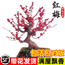 �t÷�Ϙ����������D÷�辰�����҃���ͥԺ�ͺ��������B�ļ��Gֲ��